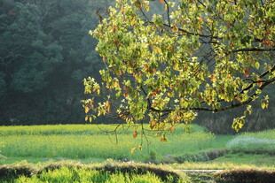 秋日田野旁的葱郁树木