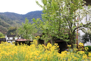 春日山野黄花烂漫图景