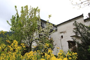 白墙旁繁花绿树的景致