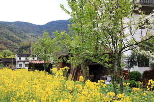 春日田园烂漫风光