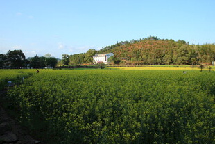 田园绿野风光