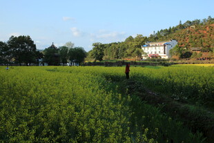 田园风光中的静谧农舍