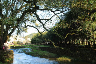 河畔古树成荫的静谧风光