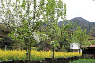 春日山间田园美景