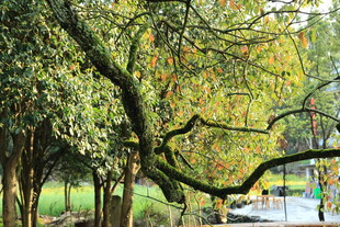 林间蜿蜒树枝下的清幽小径