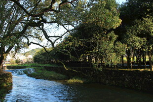 河畔绿树成荫的静谧风光