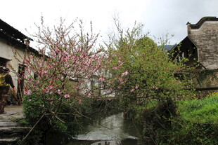 江南水乡春日烂漫景致