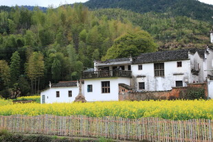 田园白屋旁的灿烂油菜花田