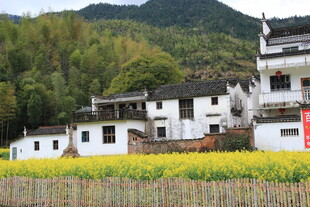 白墙黛瓦旁的金黄油菜花田