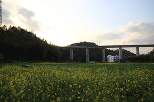 田野上的桥梁与烂漫花海