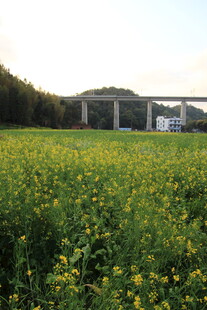 金黄油菜花田与远处桥梁