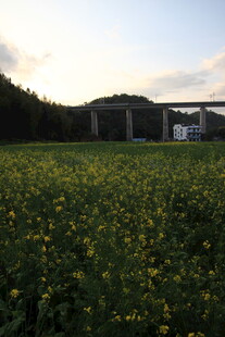 夕阳下的金黄花田与桥梁