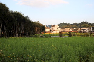 田野风光 远处村落与树林