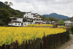 田园村落油菜花美景