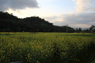 夕阳下的金黄油菜花田