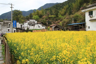金黄油菜田旁的乡村景致