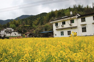 春日乡村油菜花海美景
