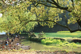 溪边绿荫下的闲适场景