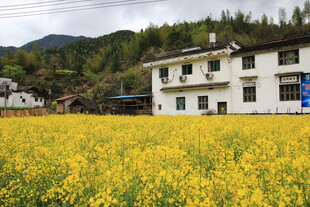 田园白屋旁的灿烂油菜花田