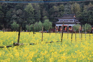 金黄花田中的古朴小屋