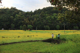 田园风光中的漫步身影