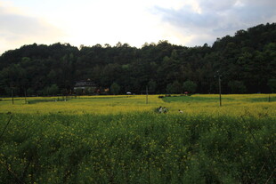 田野风光 黄绿相间美景