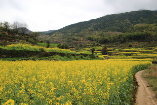 春日油菜田中的乡间小路