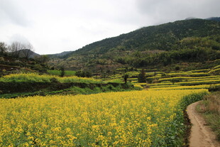 山间油菜田 小径通幽处