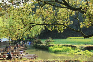 乡村溪边绿意盎然景致