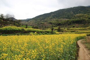 春日田野油菜花小径风光