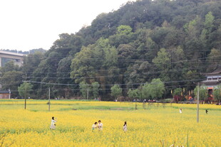 金黄花田中的休闲人群