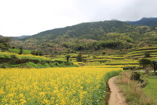 山间油菜花海田园风光