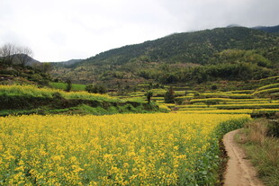 春日油菜花海田园风光