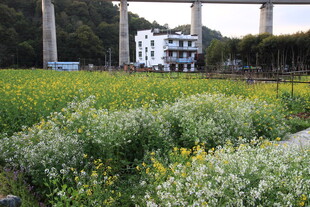 田野间的房屋与烂漫花海