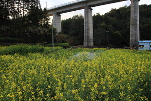 油菜花海与高架桥景观