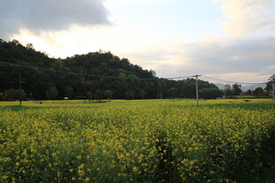 金黄油菜田与远山美景