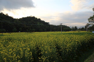 金黄田野与远处山峦美景