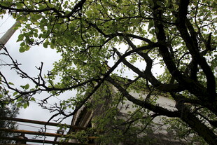 透过枝叶看房屋