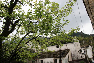 古村绿树相依的宁静景致