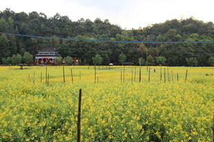 金黄田野中的乡村景致