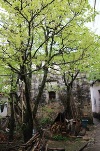 古树下的老旧房屋