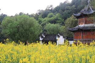 黄花簇拥下的古韵楼阁