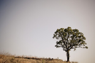孤树挺立旷野