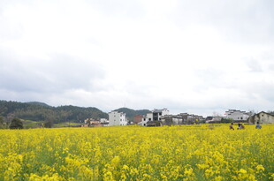 金黄油菜田 田园好风光