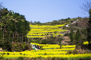 春日梯田油菜花美景