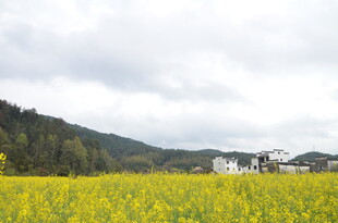 金黄油菜花田与远山民居