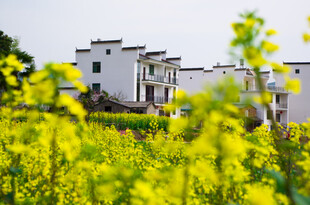 油菜花海中的白墙民居