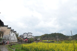 乡村田园风光 金黄油菜花田