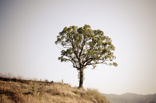 孤树屹立于山丘之上