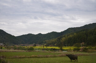 乡村田野间的耕牛图景